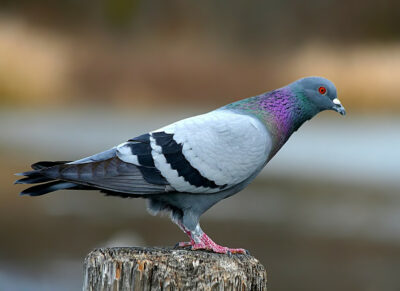 Police release suspected Chinese spy pigeon from jail after 8 months