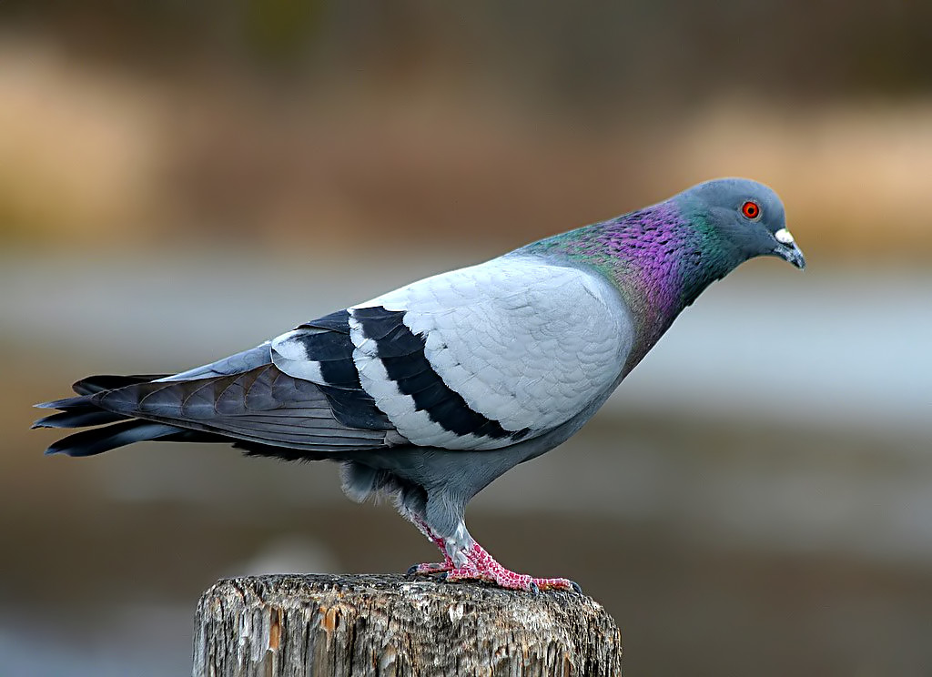 pigeon